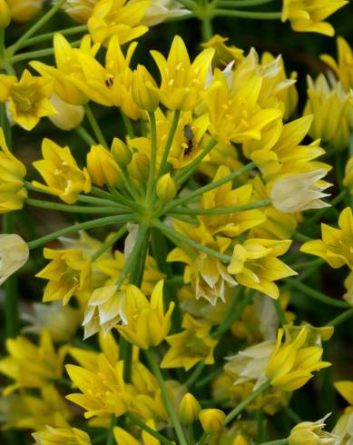 Fotografia de capa Allium scorzonerifolium - do Jardim Botânico