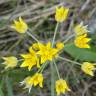 Fotografia 6 da espécie Allium scorzonerifolium do Jardim Botânico UTAD