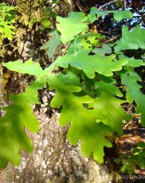 Fotografia 2 da espécie Quercus robur no Jardim Botânico UTAD