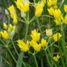Fotografia 8 da espécie Allium scorzonerifolium do Jardim Botânico UTAD