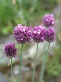 Fotografia da espécie Allium sphaerocephalon