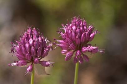 Fotografia da espécie Allium sphaerocephalon