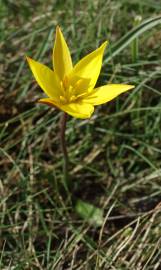 Fotografia da espécie Tulipa sylvestris subesp. australis