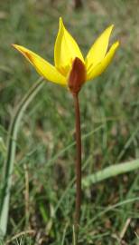 Fotografia da espécie Tulipa sylvestris subesp. australis