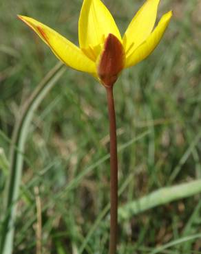 Fotografia 3 da espécie Tulipa sylvestris subesp. australis no Jardim Botânico UTAD