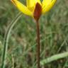 Fotografia 3 da espécie Tulipa sylvestris subesp. australis do Jardim Botânico UTAD