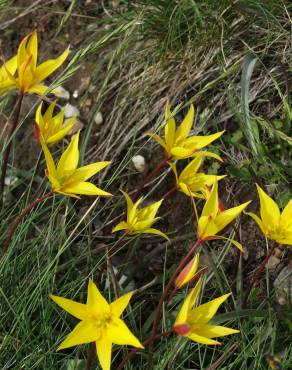 Fotografia 4 da espécie Tulipa sylvestris subesp. australis no Jardim Botânico UTAD