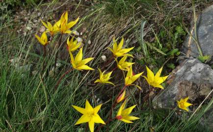 Fotografia da espécie Tulipa sylvestris subesp. australis