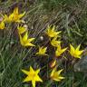 Fotografia 4 da espécie Tulipa sylvestris subesp. australis do Jardim Botânico UTAD