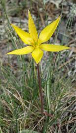 Fotografia da espécie Tulipa sylvestris subesp. australis