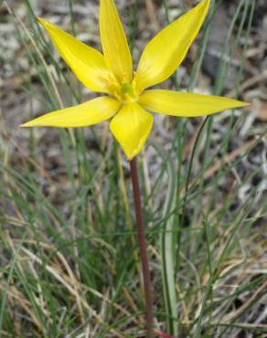 Fotografia 5 da espécie Tulipa sylvestris subesp. australis no Jardim Botânico UTAD