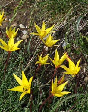Fotografia 6 da espécie Tulipa sylvestris subesp. australis no Jardim Botânico UTAD