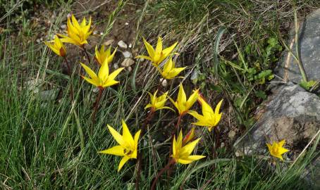 Fotografia da espécie Tulipa sylvestris subesp. australis