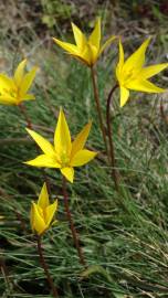 Fotografia da espécie Tulipa sylvestris subesp. australis