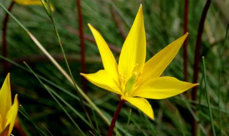 Fotografia da espécie Tulipa sylvestris subesp. australis