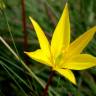 Fotografia 8 da espécie Tulipa sylvestris subesp. australis do Jardim Botânico UTAD