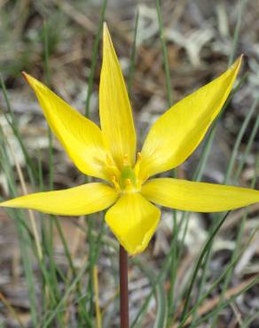 Fotografia 1 da espécie Tulipa sylvestris subesp. australis no Jardim Botânico UTAD