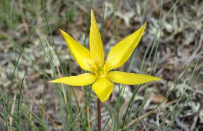 Fotografia da espécie Tulipa sylvestris subesp. australis