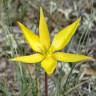 Fotografia 1 da espécie Tulipa sylvestris subesp. australis do Jardim Botânico UTAD