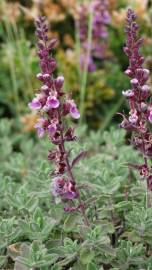 Fotografia da espécie Teucrium salviastrum