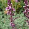 Fotografia 5 da espécie Teucrium salviastrum do Jardim Botânico UTAD