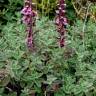 Fotografia 6 da espécie Teucrium salviastrum do Jardim Botânico UTAD