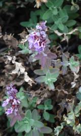 Fotografia da espécie Teucrium salviastrum