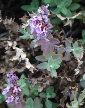 Fotografia 7 da espécie Teucrium salviastrum no Jardim Botânico UTAD