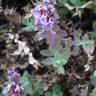 Fotografia 7 da espécie Teucrium salviastrum do Jardim Botânico UTAD