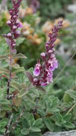 Fotografia da espécie Teucrium salviastrum