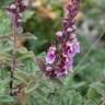 Fotografia 8 da espécie Teucrium salviastrum do Jardim Botânico UTAD