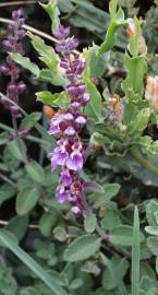 Fotografia da espécie Teucrium salviastrum