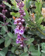 Fotografia da espécie Teucrium salviastrum