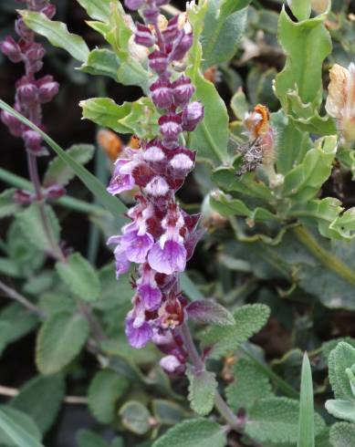 Fotografia de capa Teucrium salviastrum - do Jardim Botânico