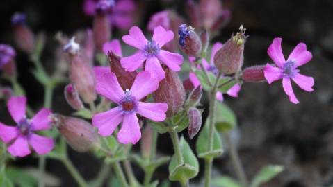 Fotografia da espécie Silene acutifolia