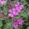 Fotografia 6 da espécie Silene acutifolia do Jardim Botânico UTAD