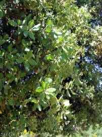 Fotografia da espécie Quercus suber