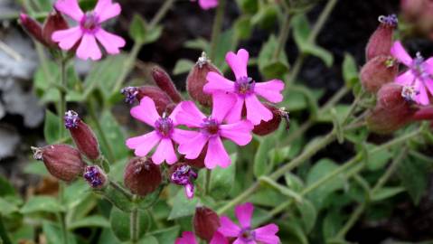 Fotografia da espécie Silene acutifolia