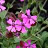 Fotografia 7 da espécie Silene acutifolia do Jardim Botânico UTAD