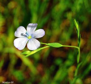 Fotografia da espécie Linum usitatissimum