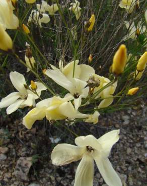 Fotografia 5 da espécie Linum suffruticosum no Jardim Botânico UTAD