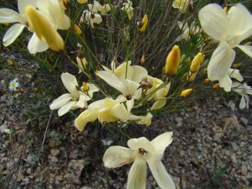 Fotografia da espécie Linum suffruticosum