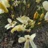 Fotografia 5 da espécie Linum suffruticosum do Jardim Botânico UTAD
