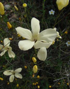 Fotografia 6 da espécie Linum suffruticosum no Jardim Botânico UTAD