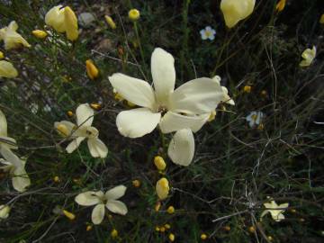 Fotografia da espécie Linum suffruticosum