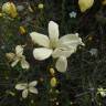 Fotografia 6 da espécie Linum suffruticosum do Jardim Botânico UTAD