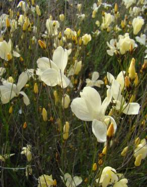 Fotografia 7 da espécie Linum suffruticosum no Jardim Botânico UTAD