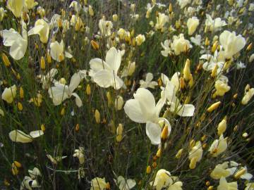 Fotografia da espécie Linum suffruticosum