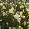 Fotografia 7 da espécie Linum suffruticosum do Jardim Botânico UTAD