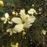 Fotografia 8 da espécie Linum suffruticosum do Jardim Botânico UTAD